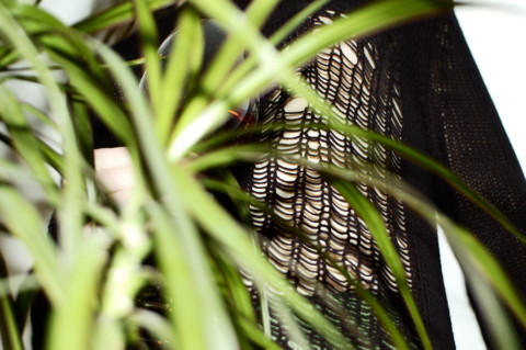 My Plants Are Dead – 6