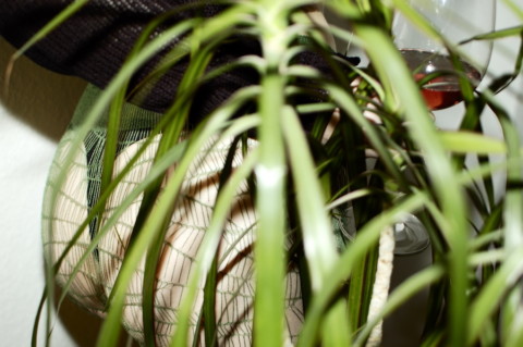 My Plants Are Dead – 7