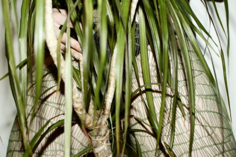 My Plants Are Dead – 8