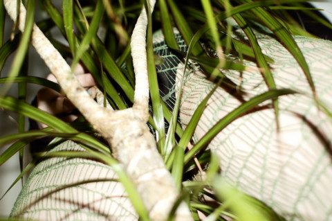 My Plants Are Dead – 9