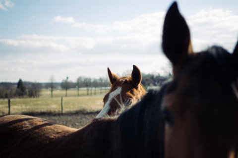 Schnelle Gerichte für jeden Tag – 10