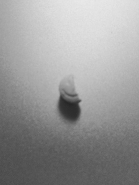 Plants on Speed – 22