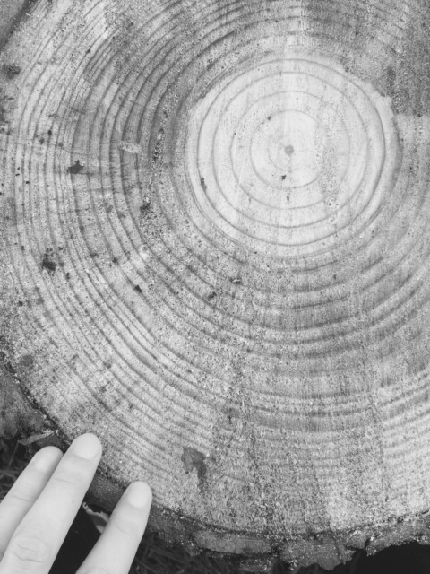 Plants on Speed – 15