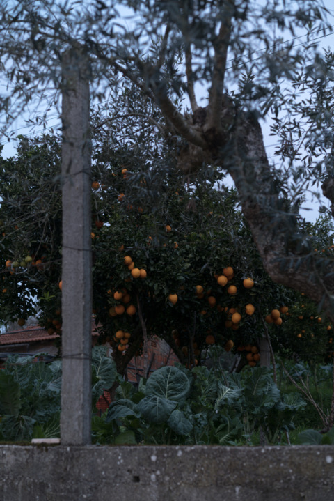 Oranges – 1