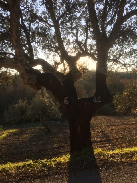 Aprender a rezar – 5