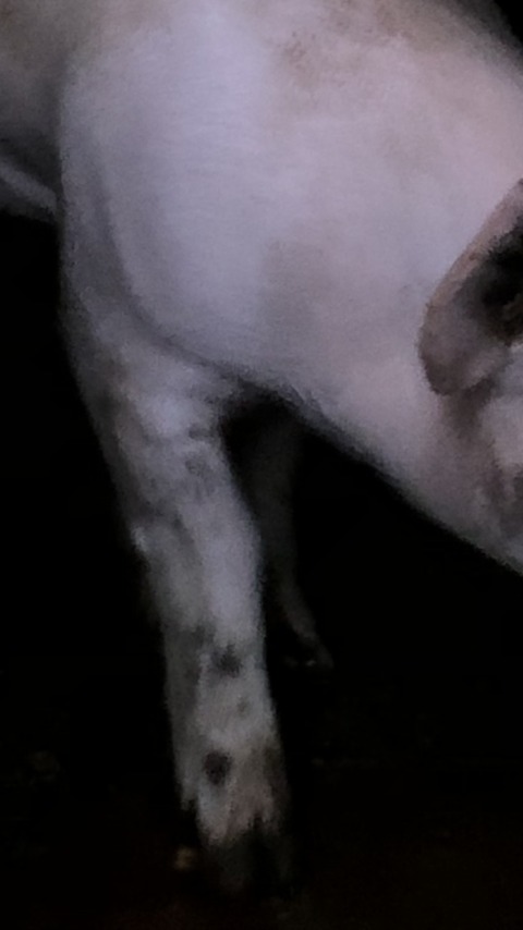 4K Toxicc Lovin – 3