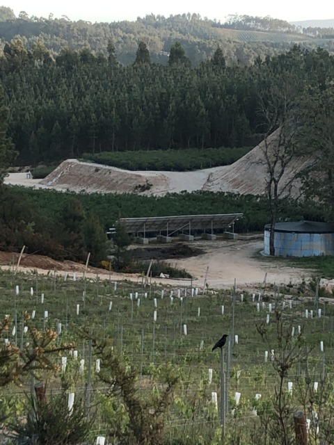 Synthetic Genome – 18