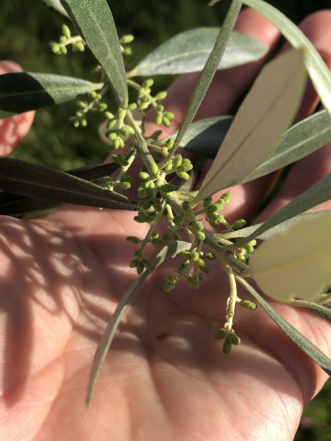 Synthetic Genome – 13