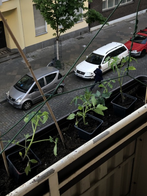 Synthetic Genome – 24