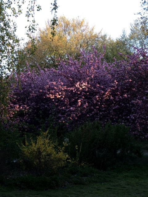 Synthetic Genome – 6