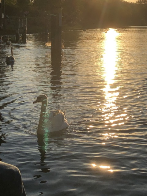 Synthetic Genome – 3