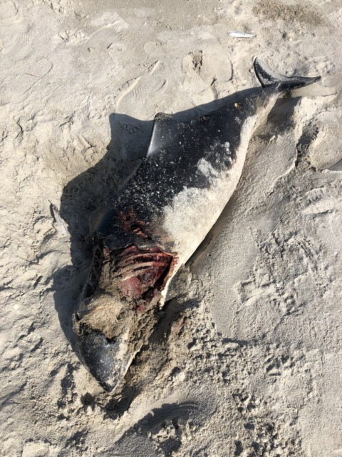 Synthetic Genome – 29