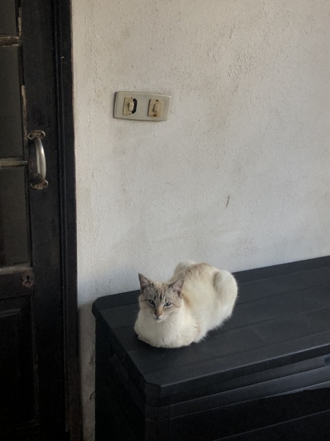 Synthetic Genome – 8