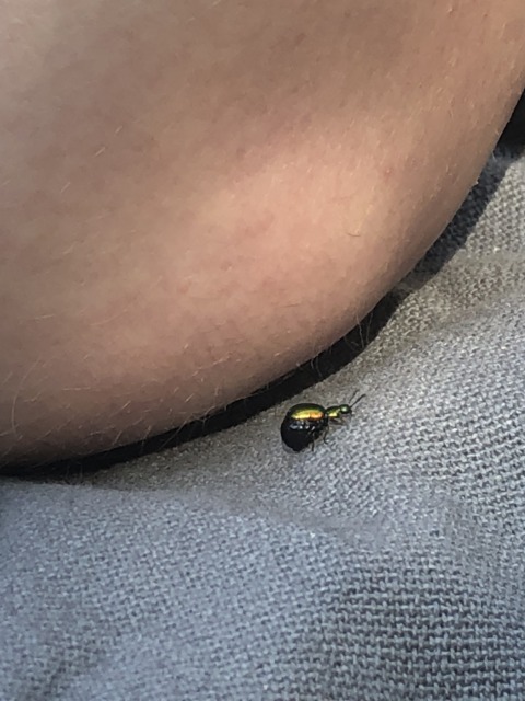 Synthetic Genome – 54