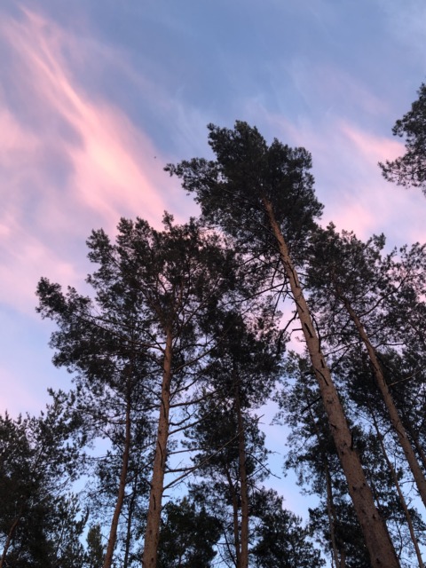 Synthetic Genome – 56