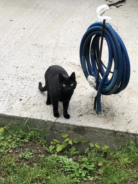 Synthetic Genome – 61