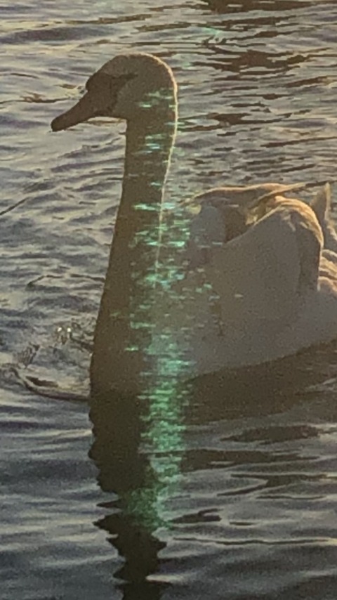 Appearance I, Spring – 3