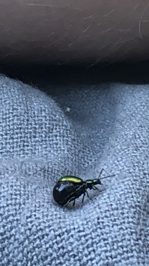 Appearance II, Summer – 1