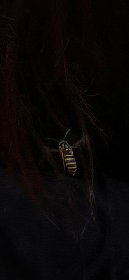 Wasp