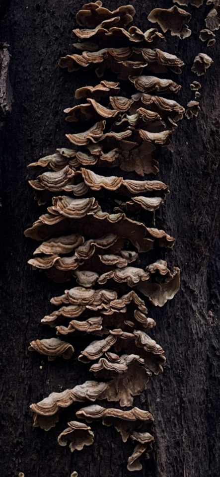 Numerous brown and beige bracket fungi grow in vertical rows on a dark tree trunk.