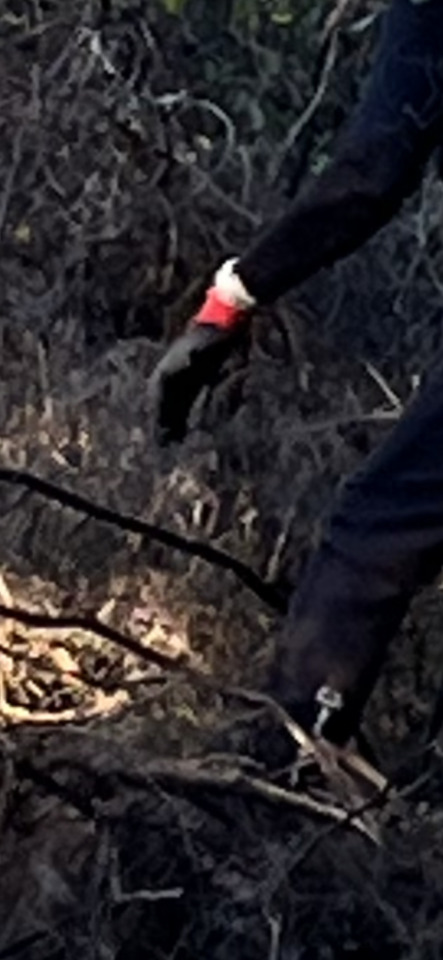 A person wearing a black and red glove reaches into dark, tangled undergrowth, with dappled light illuminating parts of the…