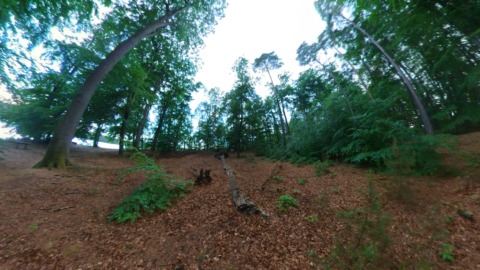 Eternal (Ext) Forest