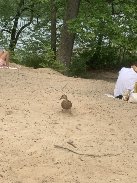 Feel-world Simulation – 14