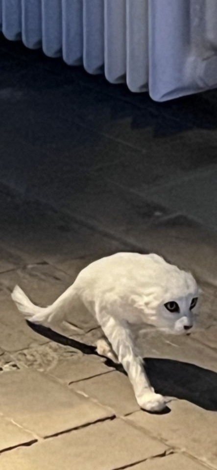 An ethereal white cat-like creature with dark eyes creeps across a tiled floor in dim light.