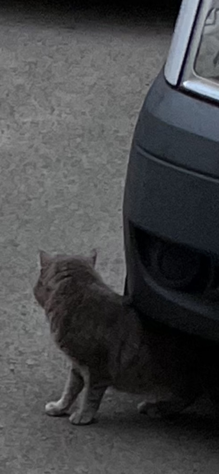 A grey cat stands on light grey pavement, facing away from the viewer, next to the dark front bumper of a car.