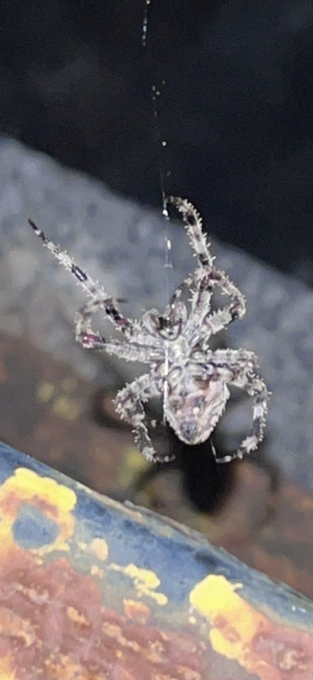 A close-up shot of a mottled spider hanging upside down by a shimmering silk thread against a dark background.
