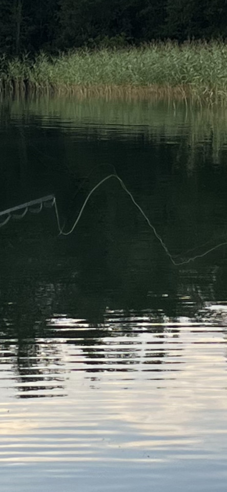 A fishing line casts an "M" shape over calm, reflective water with green reeds and dark trees on the far bank.