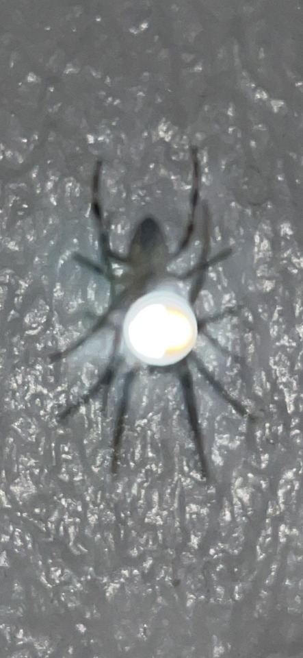 A blurry spider on a textured surface, carrying a brightly glowing white and yellow egg sac on its abdomen.