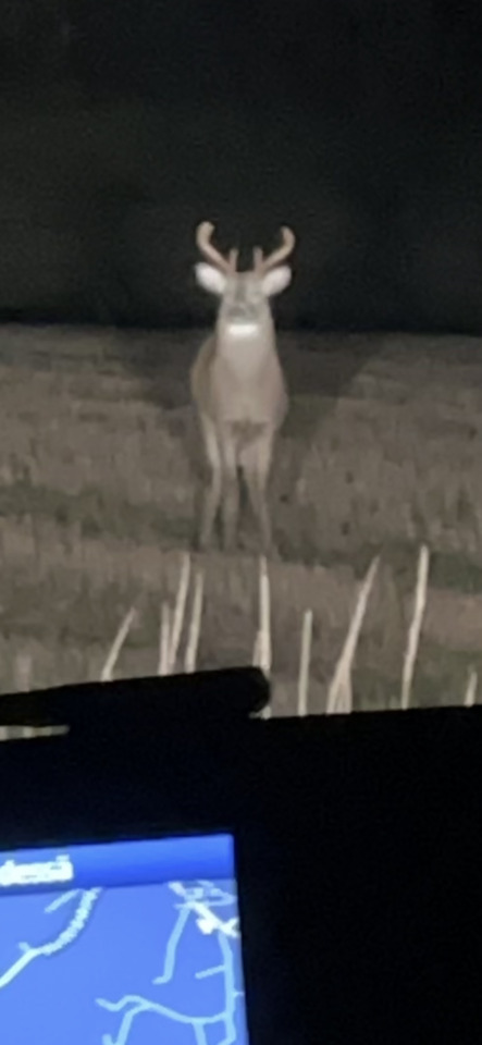 A buck with small antlers stands in a field at night, illuminated by headlights, with a car's navigation screen visible…
