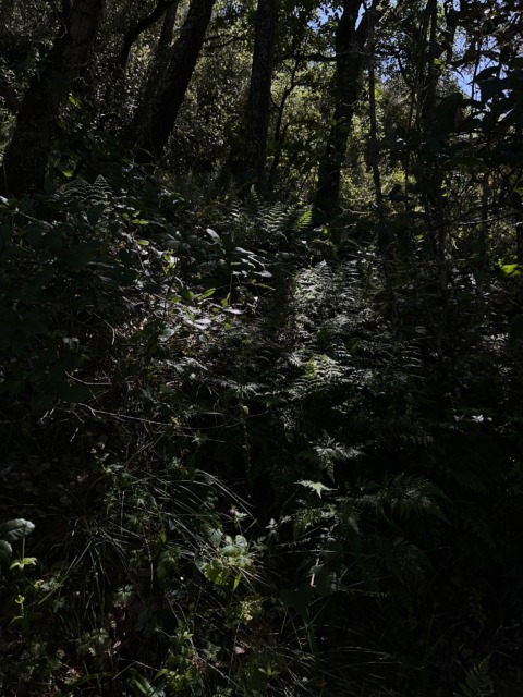 Primavera Hitachi – 4