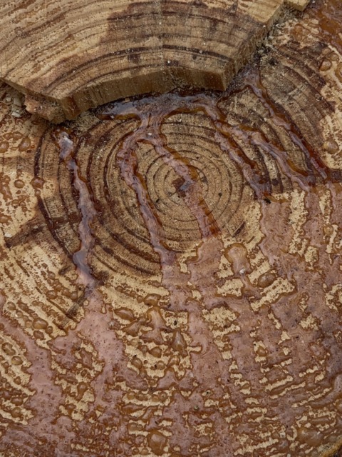 Primavera Hitachi – 7