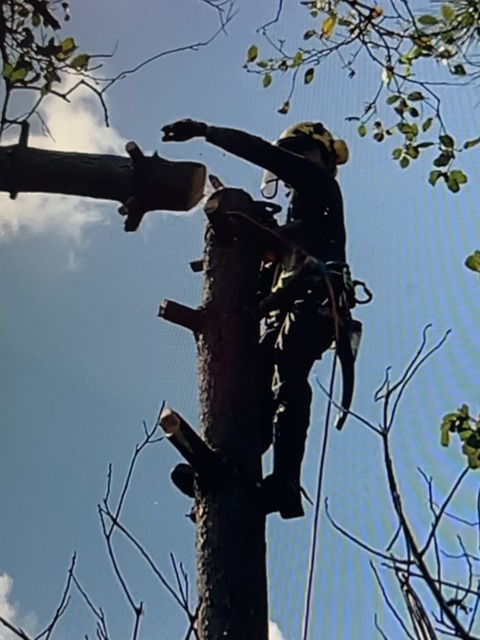 Primavera Hitachi – 8