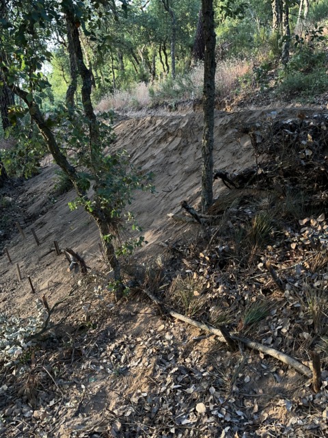 Primavera Hitachi – 11