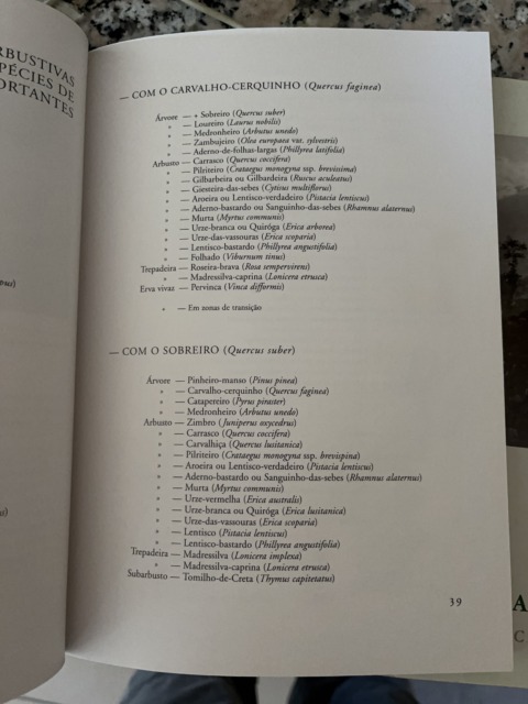 Primavera Hitachi – 12