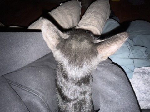 A dark-furred cat, seen from behind, rests comfortably on a person's lap in a dimly lit room.