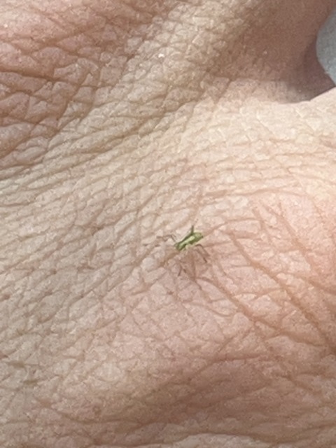 Let Me Crush  – 1