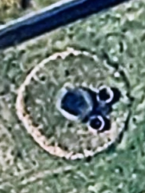 Let Me Crush  – 6