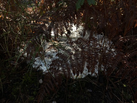 A bright white patch on a forest floor, partially covered by dark brown ferns and green undergrowth, with dappled sunlight.