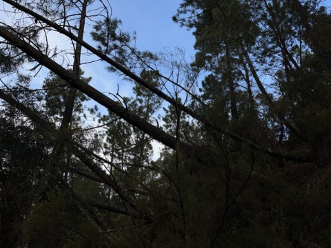 A view up into a forest with many fallen and leaning pine trees, silhouetted against a bright blue sky.