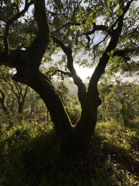 Sunlight streams through the branches of a large, mossy tree, creating a dramatic silhouette in a vibrant forest.