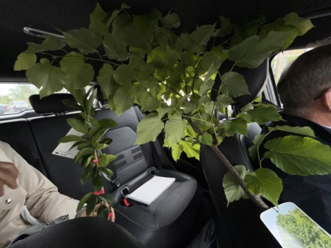 Tilia