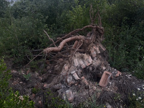 Uprooted tree with exposed roots tangled around a pile of red bricks and dirt, surrounded by green foliage.
